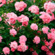 Саджанці ґрунтопокривної троянди «Фейрі»