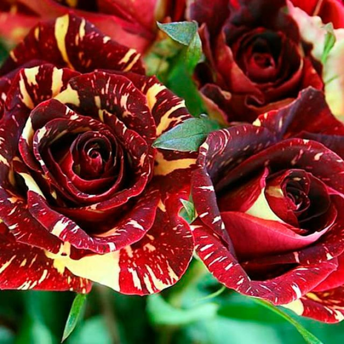 Саженцы спрей розы «Абракадабра»