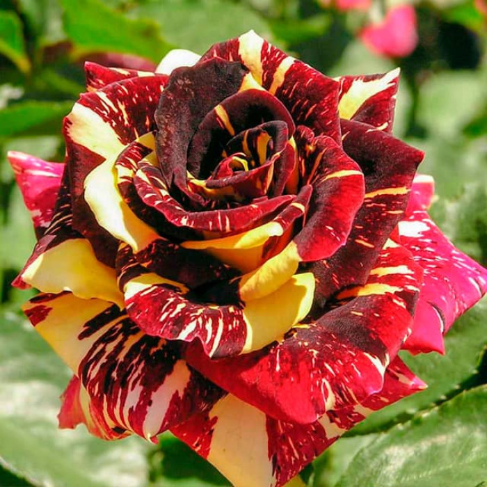 Саженцы спрей розы «Абракадабра»