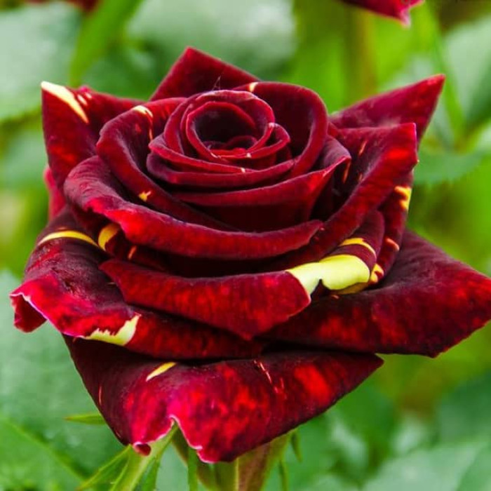 Саженцы спрей розы «Абракадабра»