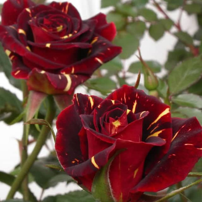 Саженцы спрей розы «Абракадабра»