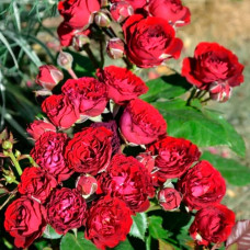 Саженцы спрей розы «Ред Сенсейшн»