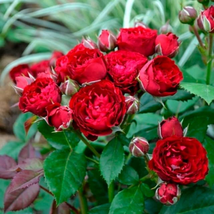 Саженцы спрей розы «Ред Сенсейшн»