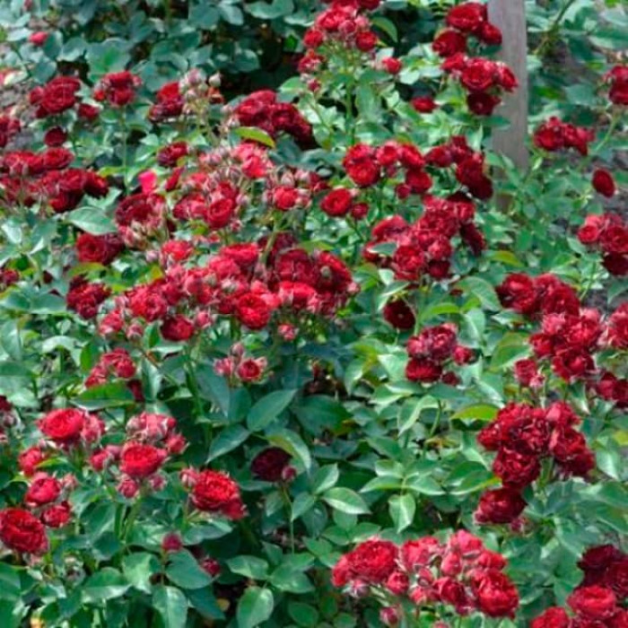 Саженцы спрей розы «Ред Сенсейшн»