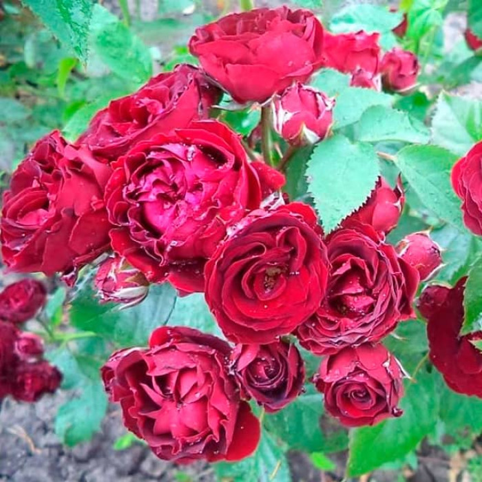 Саженцы спрей розы «Ред Сенсейшн»