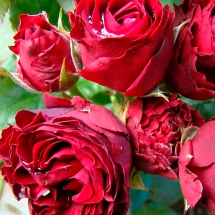 Саженцы спрей розы «Ред Сенсейшн»