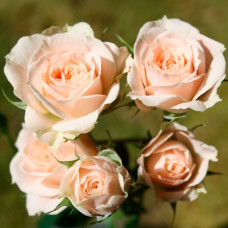 Саженцы спрей розы «Яна»