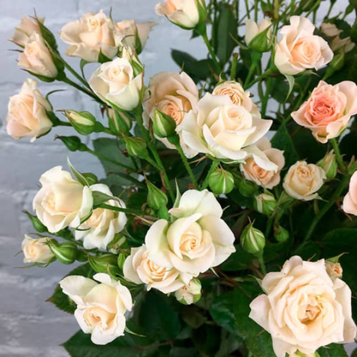 Саженцы спрей розы «Яна»