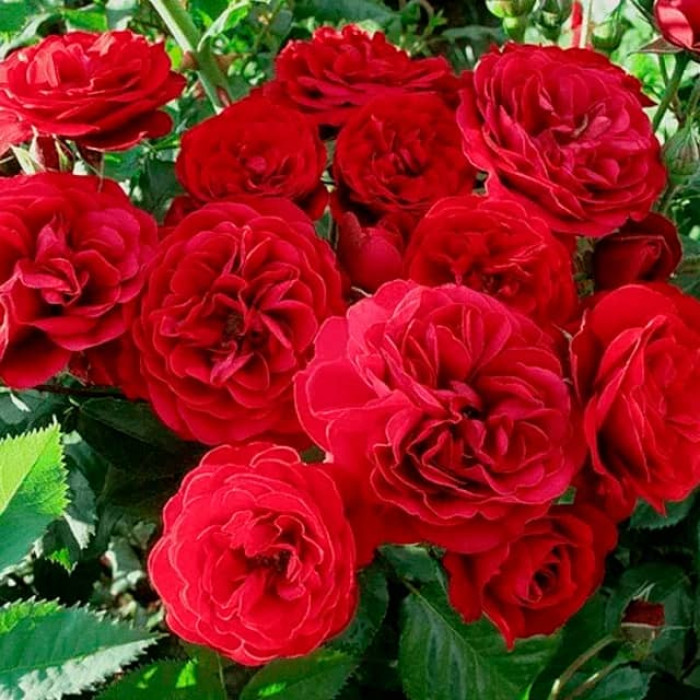 Саджанці троянди флорибунда «Леонардо да Вінчі» ред