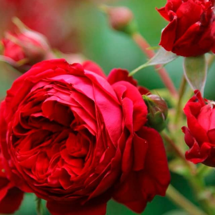 Саджанці троянди флорибунда «Леонардо да Вінчі» ред