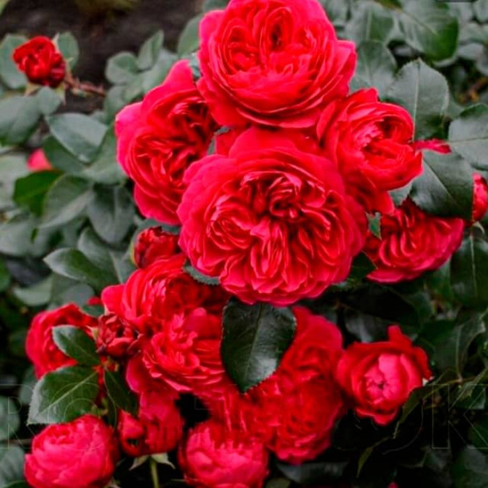 Саджанці троянди флорибунда «Леонардо да Вінчі» ред