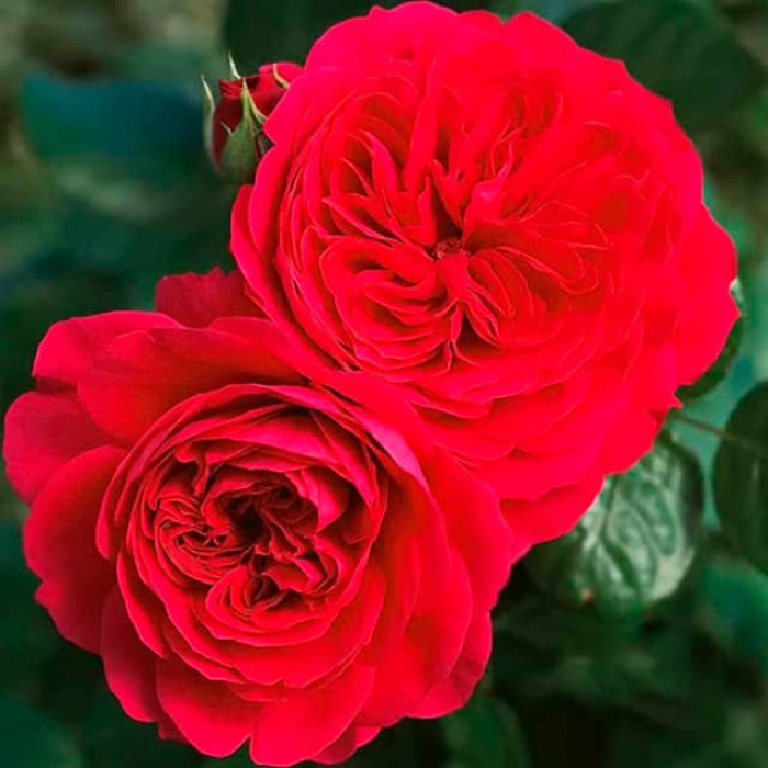 Саджанці троянди флорибунда «Леонардо да Вінчі» ред