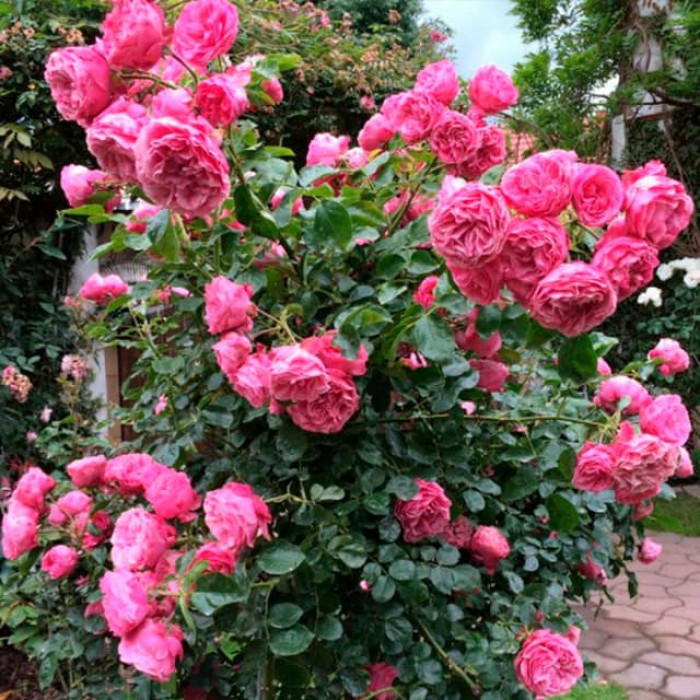 Саджанці троянди флорибунда «Леонардо да Вінчі»