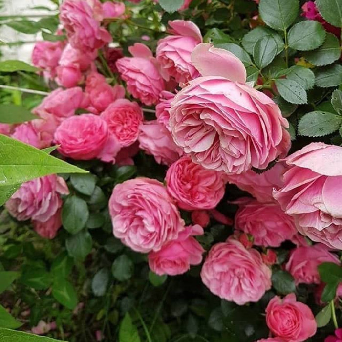 Саджанці троянди флорибунда «Леонардо да Вінчі»