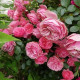 Саджанці троянди флорибунда «Леонардо да Вінчі»