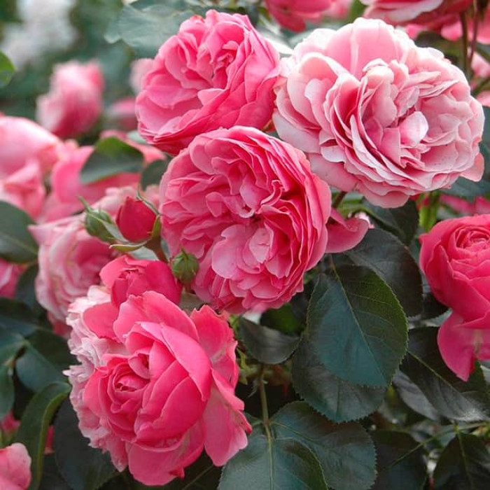 Саджанці троянди флорибунда «Леонардо да Вінчі»