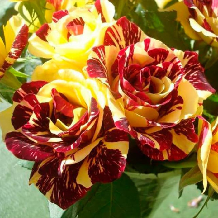 Саджанці чайно-гібридної троянди «Абракадабра»