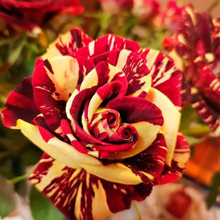 Саджанці чайно-гібридної троянди «Абракадабра»