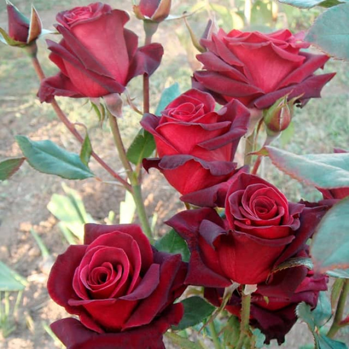 Саджанці чайно-гібридної троянди «Блек Баккара»