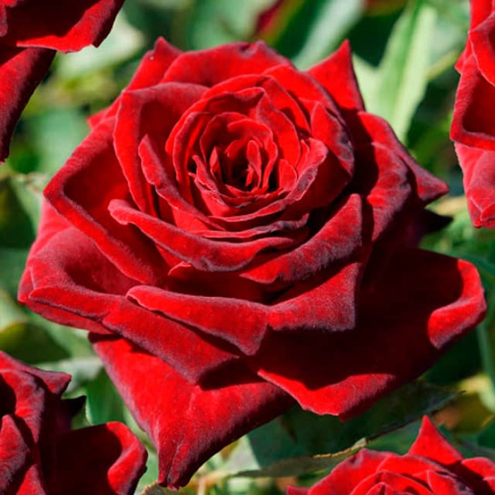 Саджанці чайно-гібридної троянди «Блек Меджик»