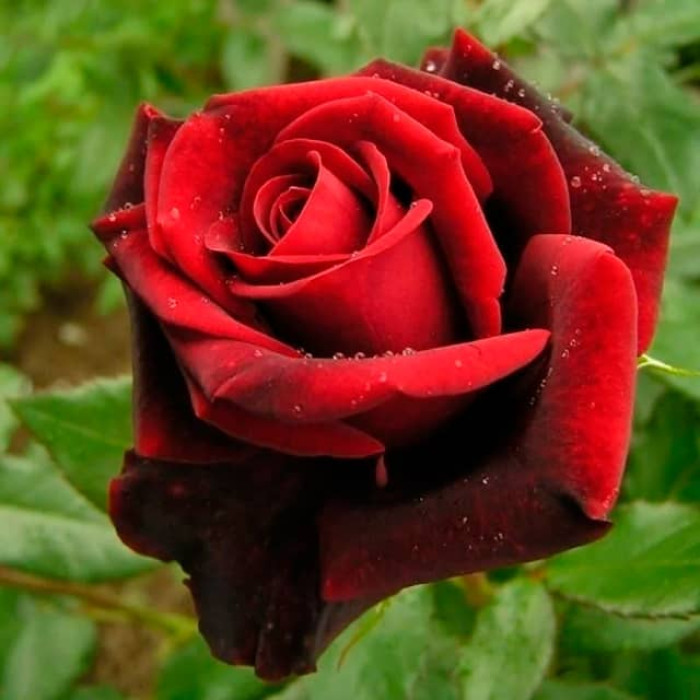 Саджанці чайно-гібридної троянди «Блек Меджик»