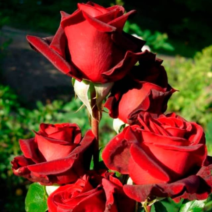 Саджанці чайно-гібридної троянди «Блек Меджик»