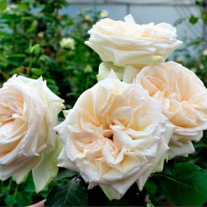 Саженцы чайно-гибридной розы «Вайт Охара»