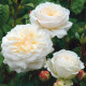 Саженцы чайно-гибридной розы «Вайт Охара»