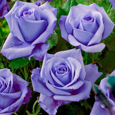 Саджанці чайно-гібридної троянди «Блакитний Ніл»