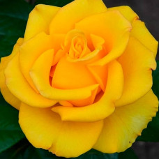 Саджанці чайно-гібридної троянди «Керіо»