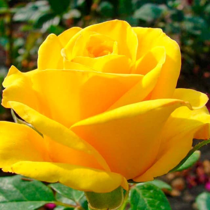 Саджанці чайно-гібридної троянди «Керіо»