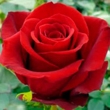 Саджанці чайно-гібридної троянди «Престиж»