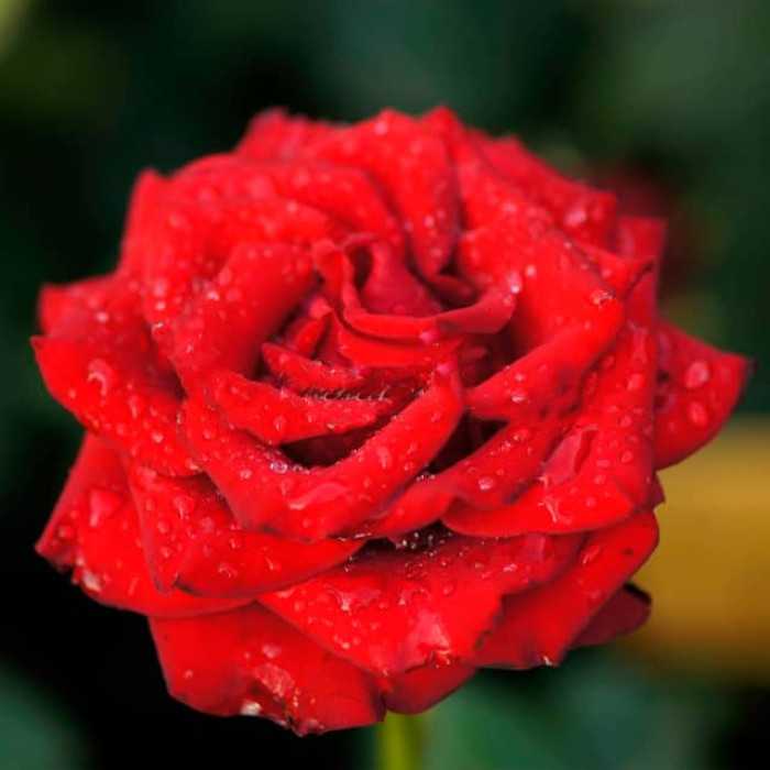 Саджанці чайно-гібридної троянди «Престиж»