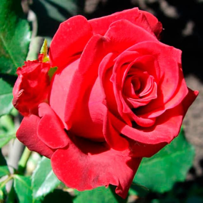 Саджанці чайно-гібридної троянди «Престиж»