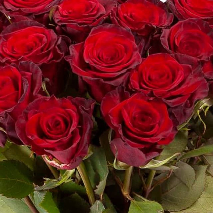 Саджанці чайно-гібридної троянди «Престиж»