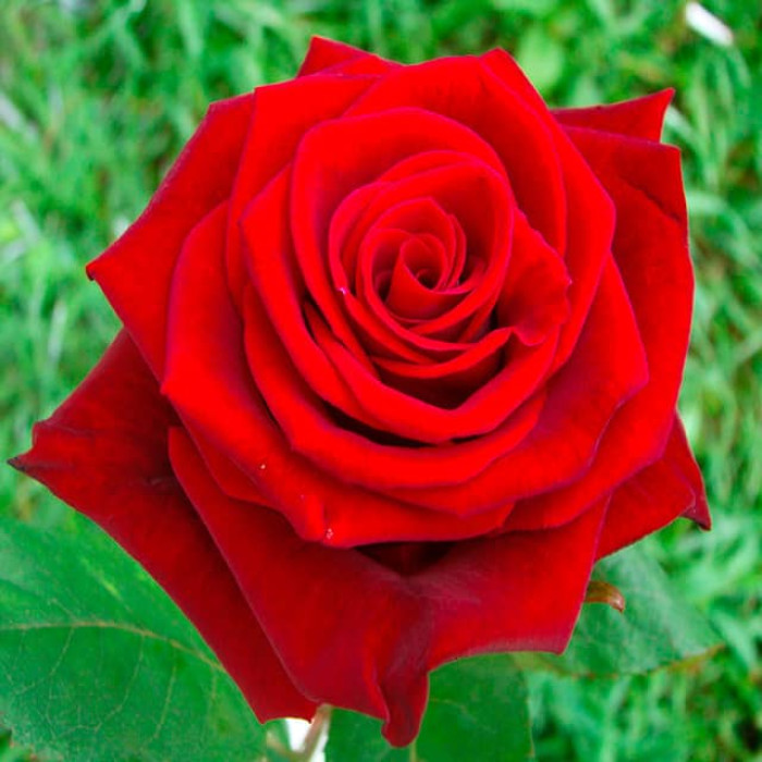 Саджанці чайно-гібридної троянди «Престиж»