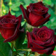 Саженцы чайно-гибридной розы «Чёрный принц»