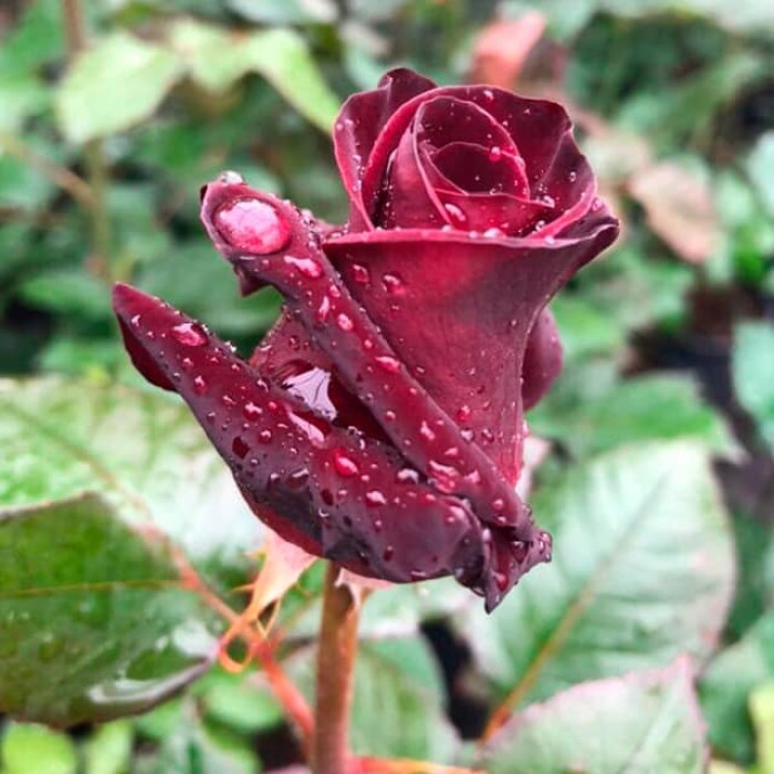 Саженцы чайно-гибридной розы «Чёрный принц»