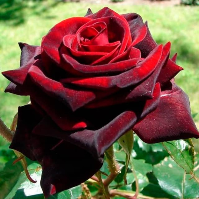 Саженцы чайно-гибридной розы «Чёрный принц»