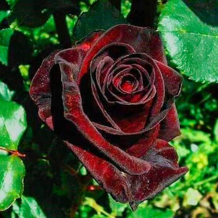 Саженцы чайно-гибридной розы «Чёрный принц»