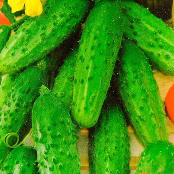 Насіння інкрустованого огірка Soplica F1 5 г