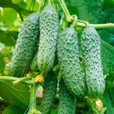 Насіння інкрустованого огірка Алладін F1 5 г