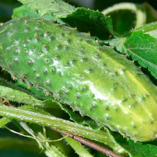 Насіння інкрустованого огірка Андрус F1 5 г