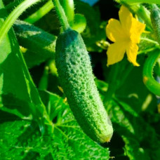 Насіння інкрустованого огірка Анулька F1 5 г