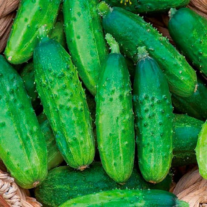 Насіння інкрустованого огірка Анулька F1 5 г