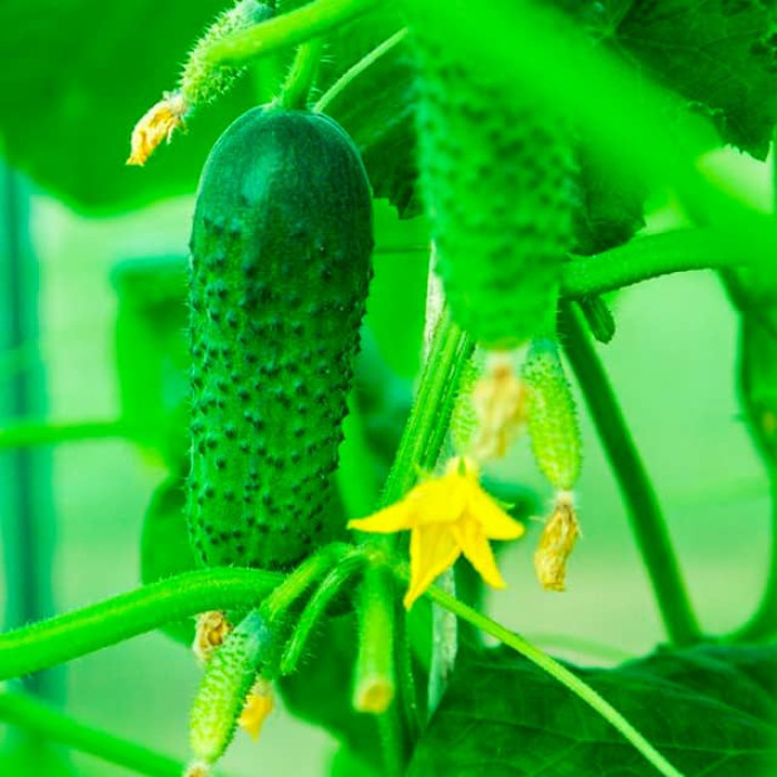 Насіння інкрустованого огірка Вісконсін F1 5 г