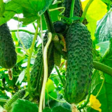 Насіння інкрустованого огірка Крак F1 5 г