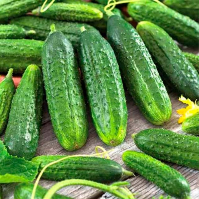 Насіння інкрустованого огірка Полан F1 5 г