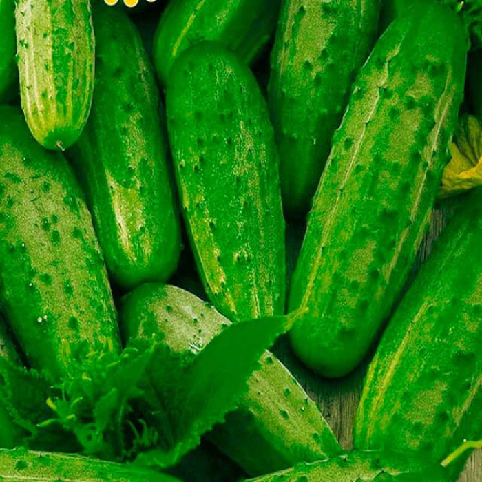 Семена инкрустированного огурца Рацибор F1 5 г