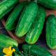 Семена инкрустированного огурца Рацибор F1 5 г